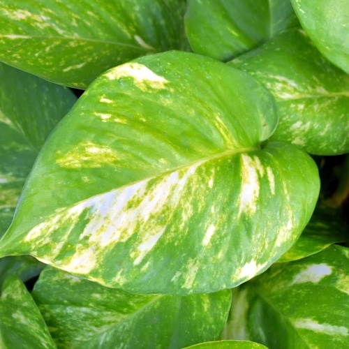 golden pothos small square