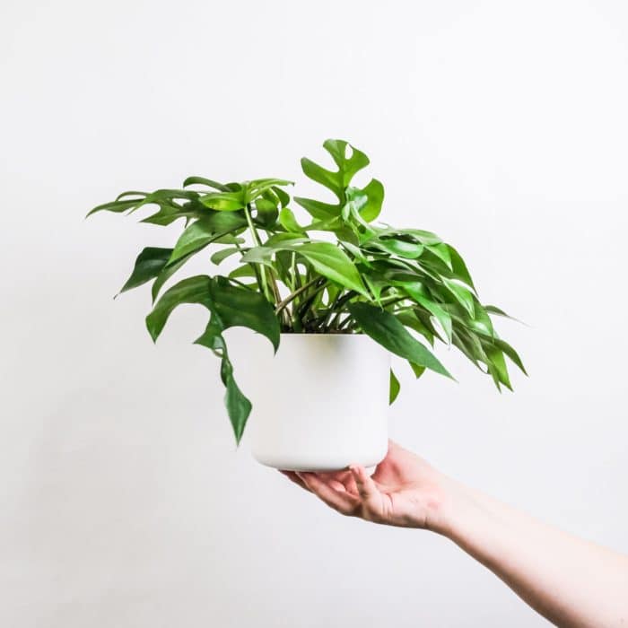 green plant in white pot