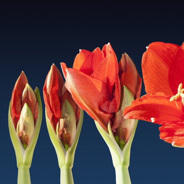 blooming of red flower