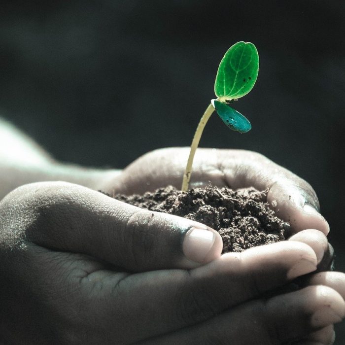 hands holding a sprout