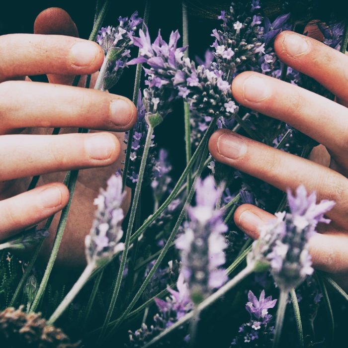 hands cupping lavender