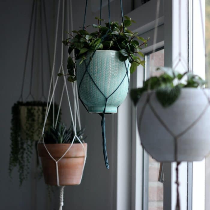 hanging plants