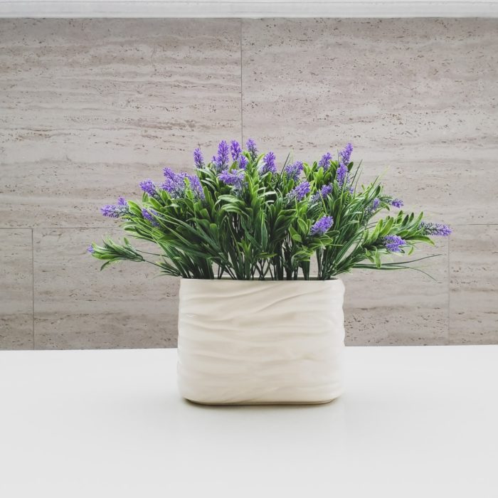 lavender in white pot