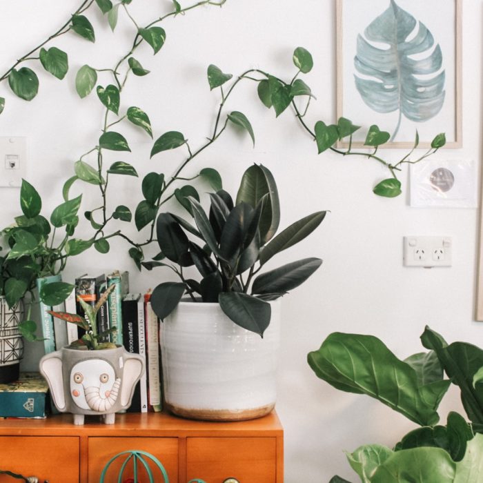 indoor plants and books
