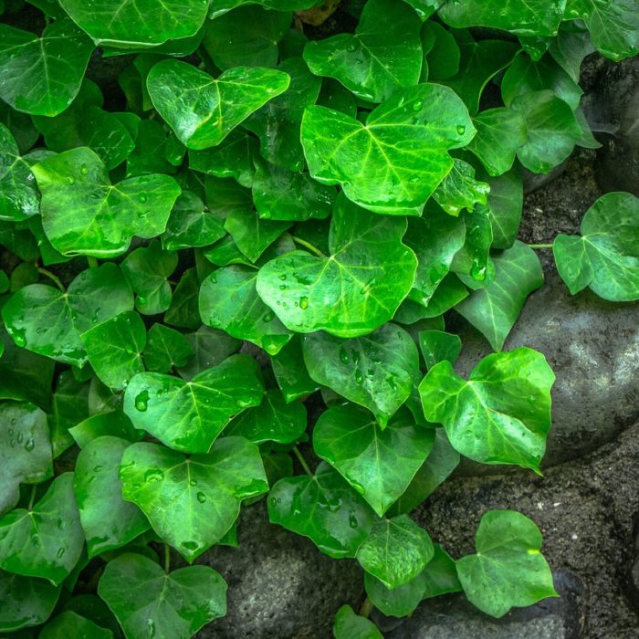 ivy on rocks