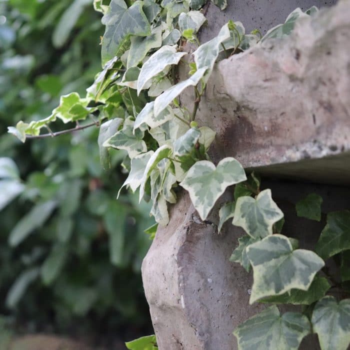 English ivy on bench