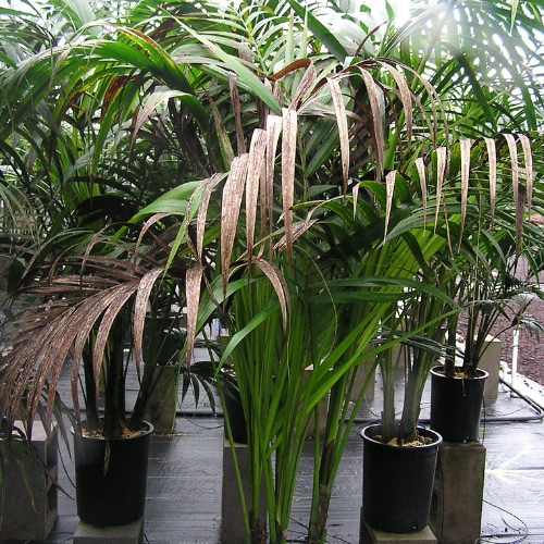 kentia palm