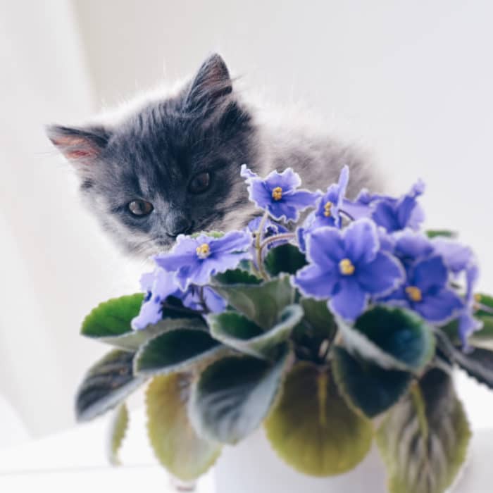 kitten and african violet