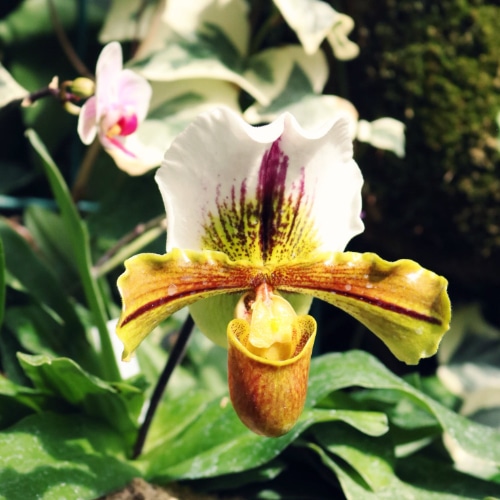 lady slipper orchid small square