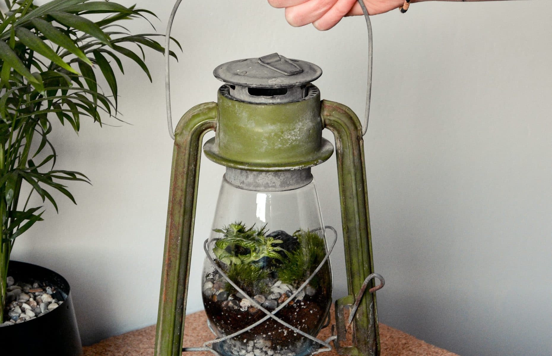How Does a Plant Terrarium Work? Indoor Plant Guides