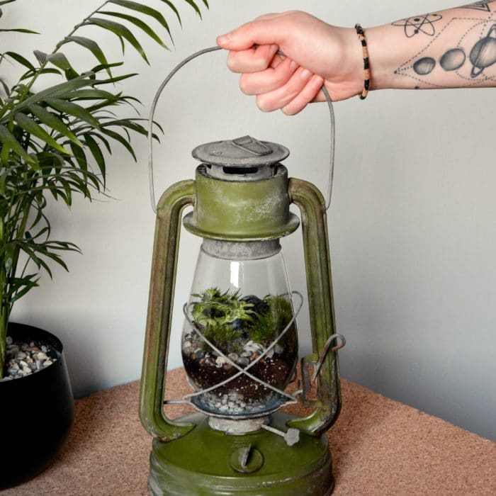 lantern terrarium