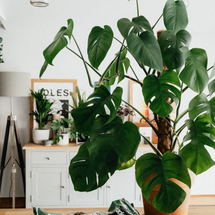 large plant inside home