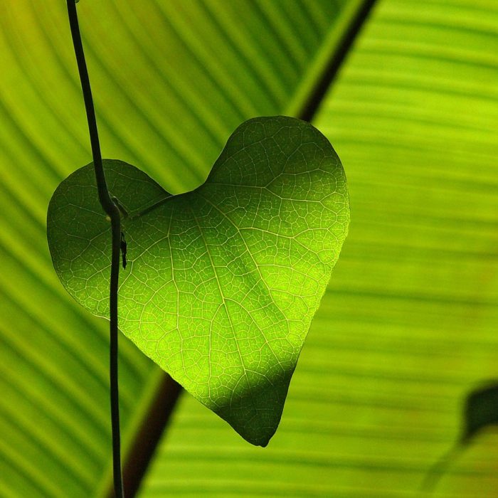 heart shaped leaf