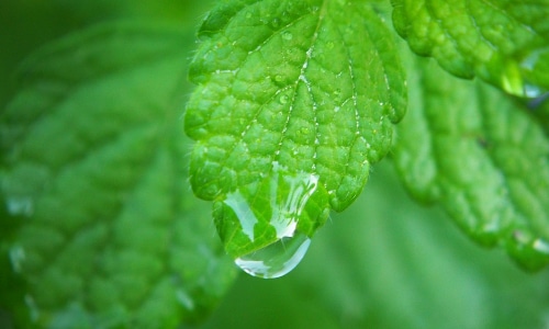 lemon balm