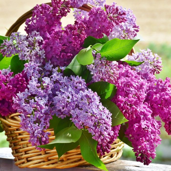 lilacs in a basket