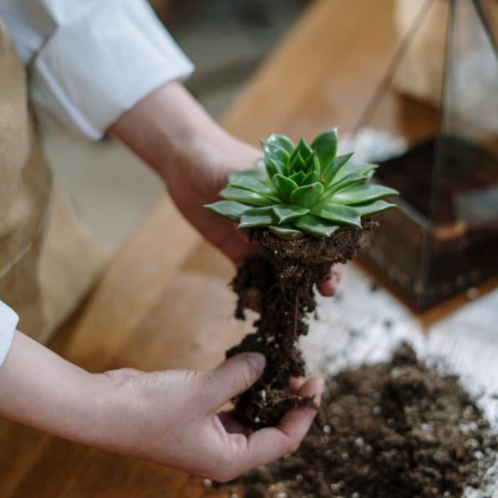 making a terrarium