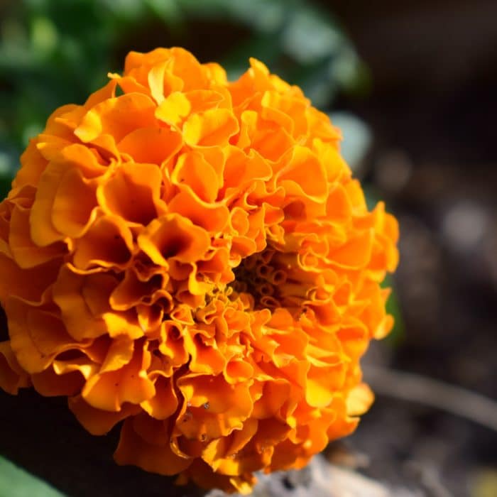 marigold