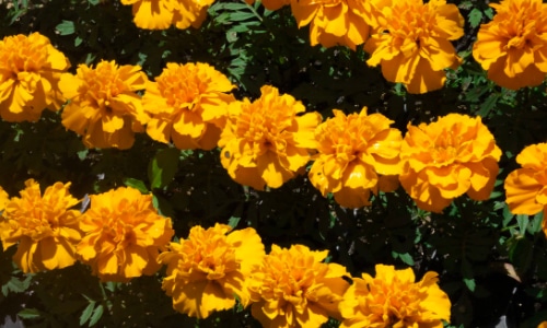 marigold small