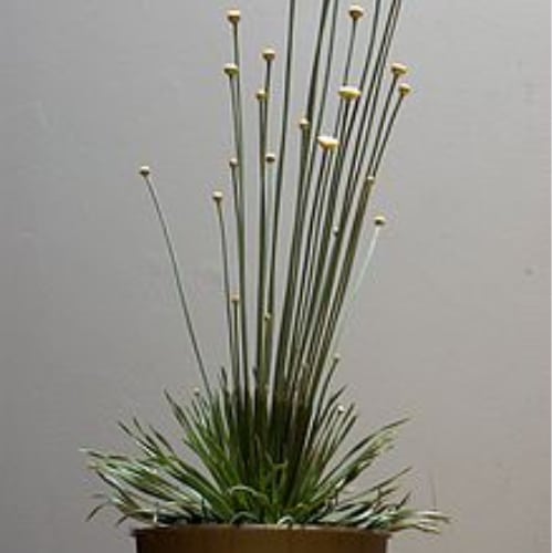 mikado plant small square