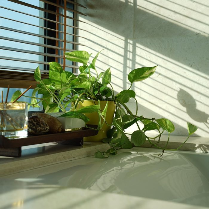 plants in bathroom