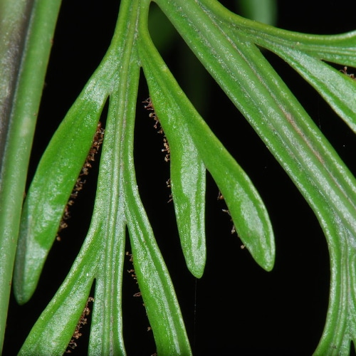 mother fern small square