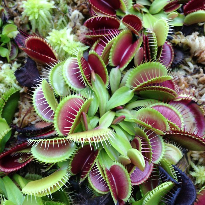 venus flytrap