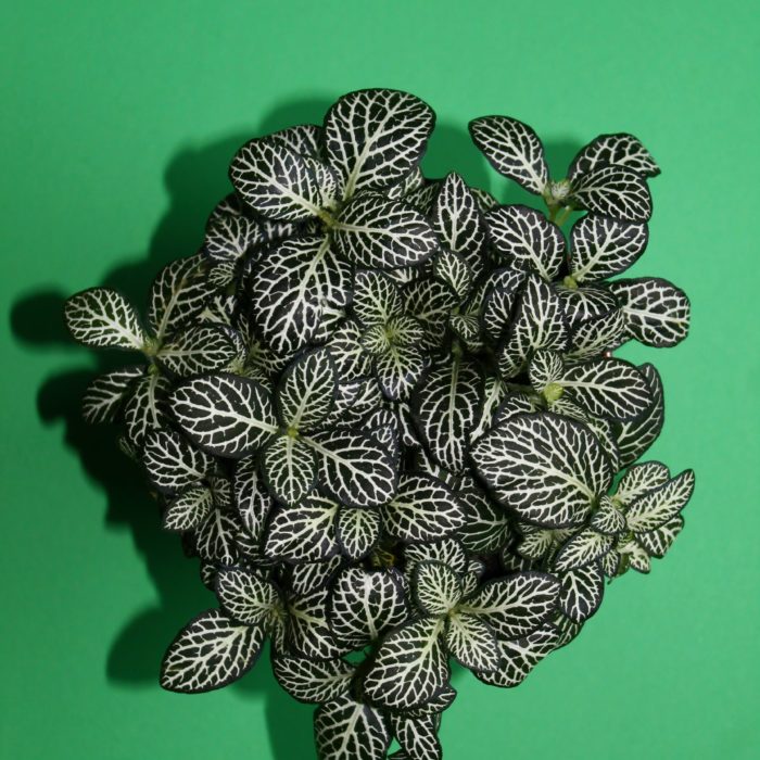 nerve plant