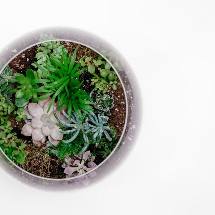 open terrarium