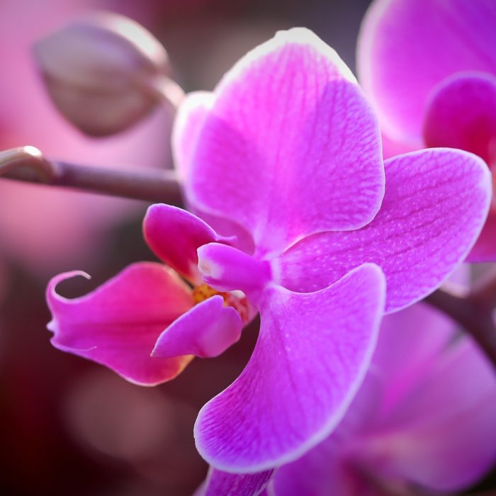 pink orchid