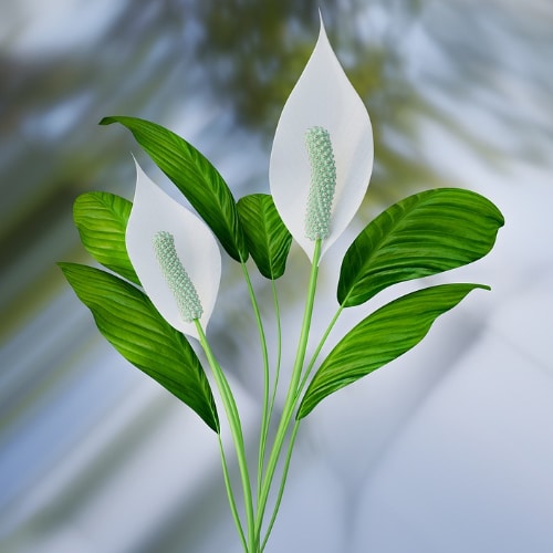 peace lily