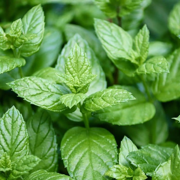 peppermint plant