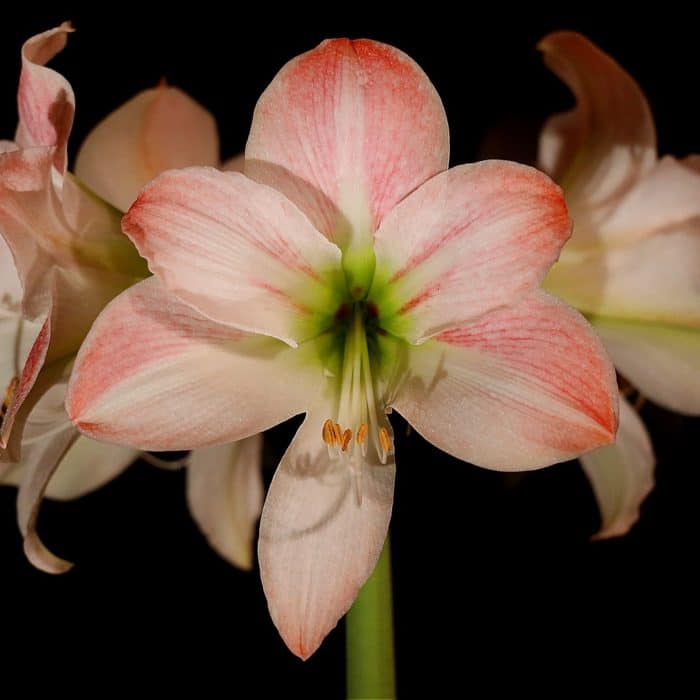 pink flower