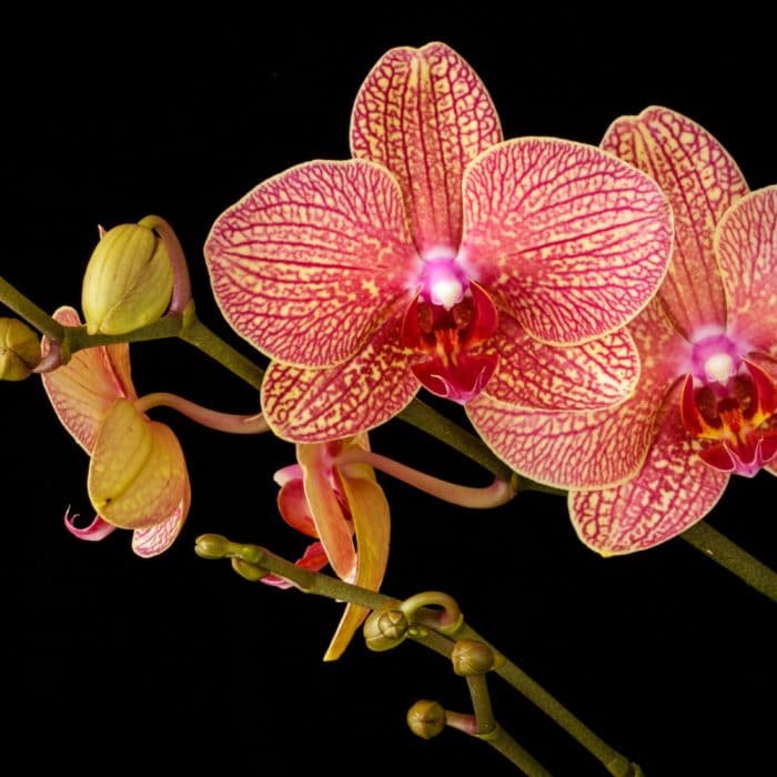 pink orchid in bloom