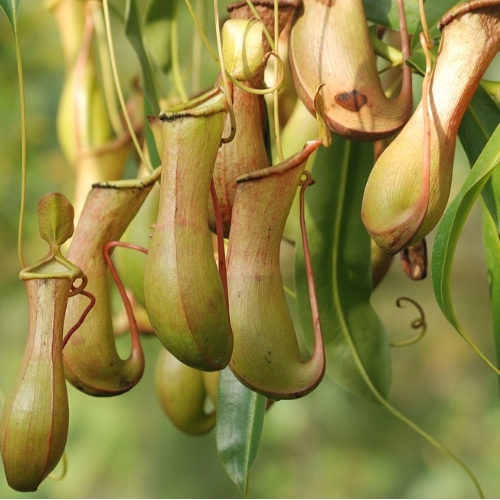 pitcher plant