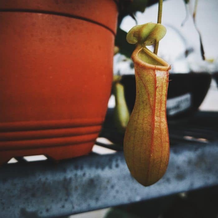 pitcher plant