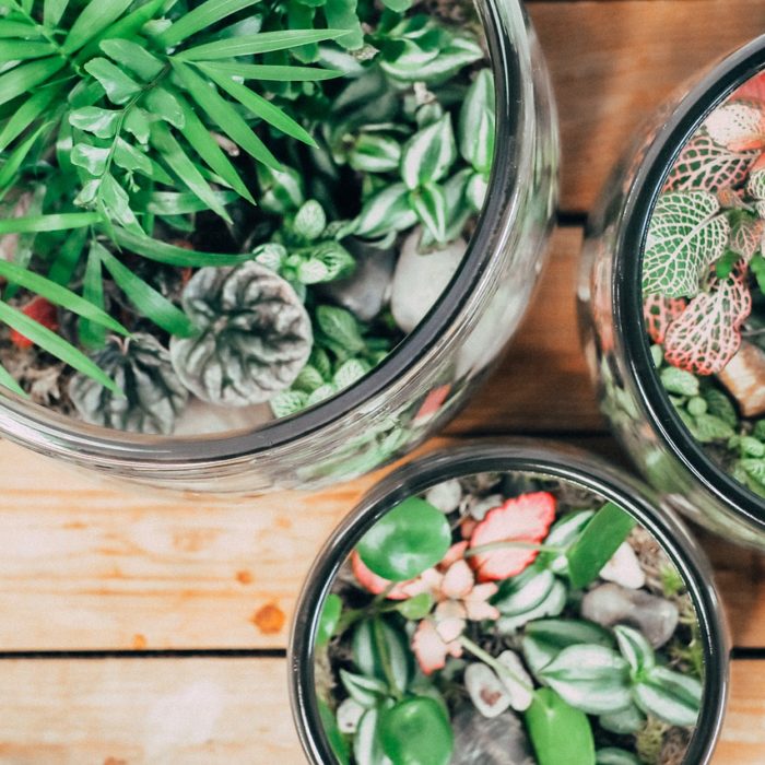 three terrariums on table