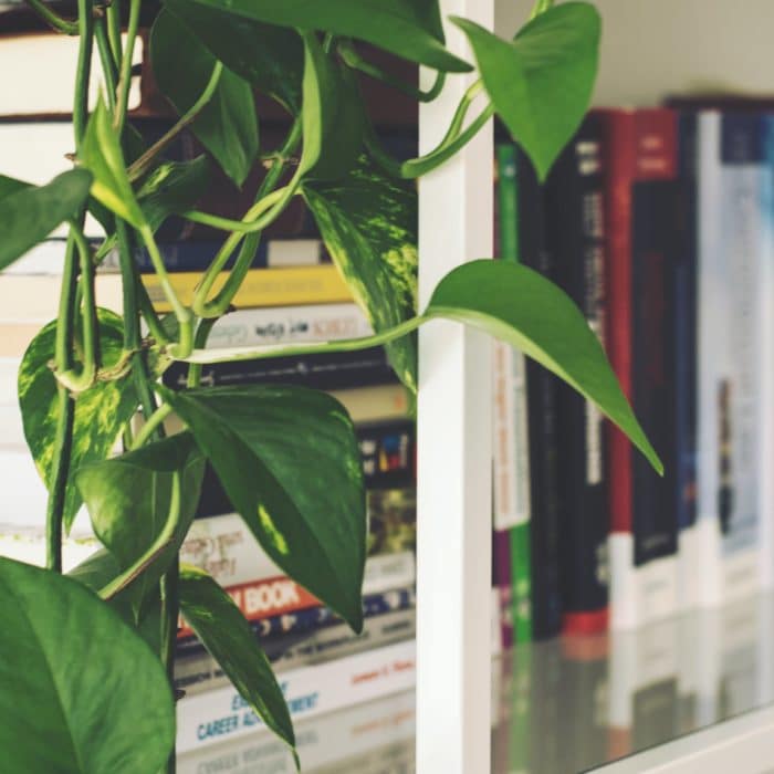 plant in front of books