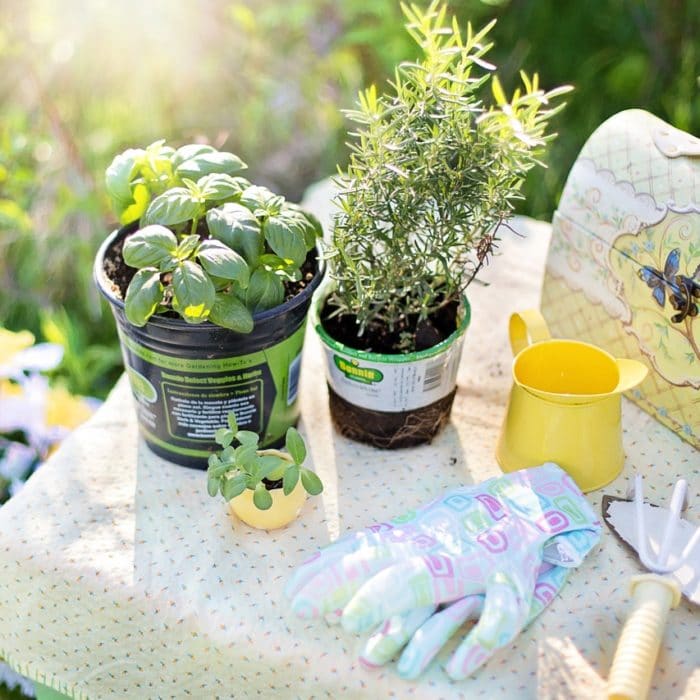 herbs on a table