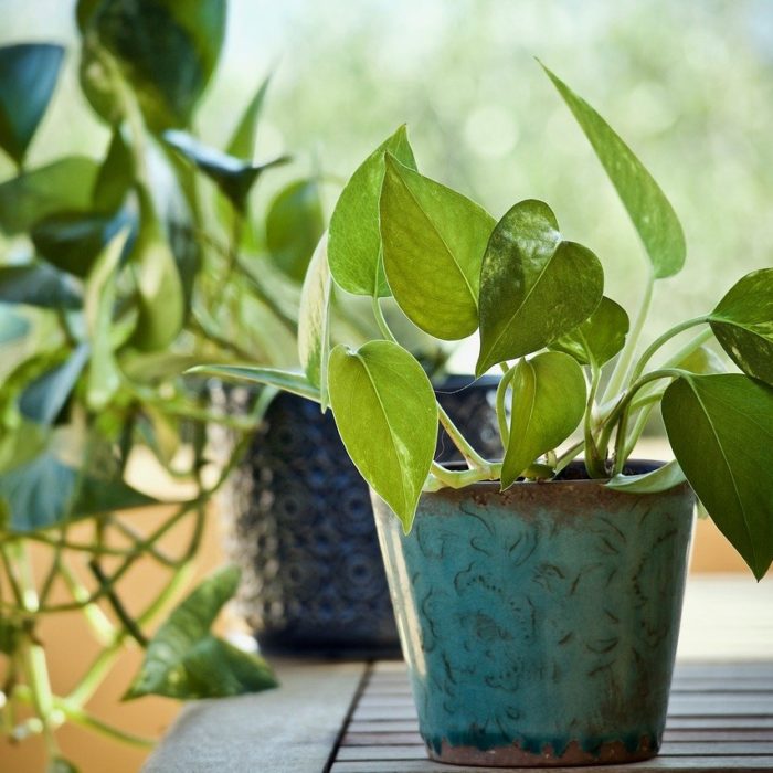 pothos devils ivy in a planter