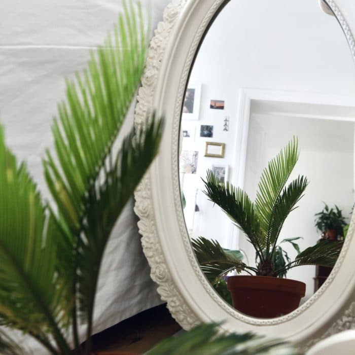 plants in mirror