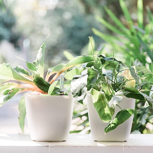 pots on windowsill