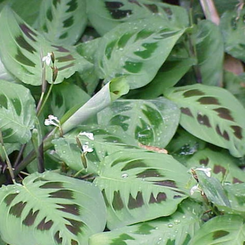 prayer plant small square