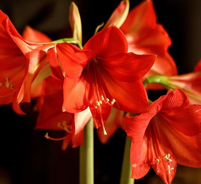 red amaryllis flower