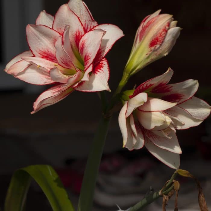 red and white blended flower