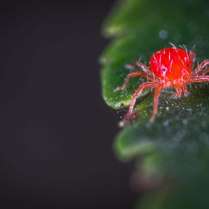 red spider mite on leaf