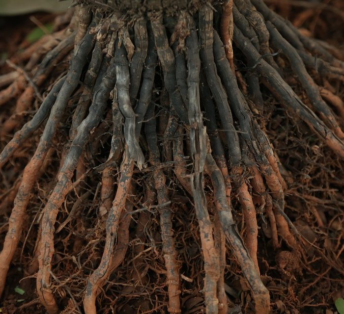 roots