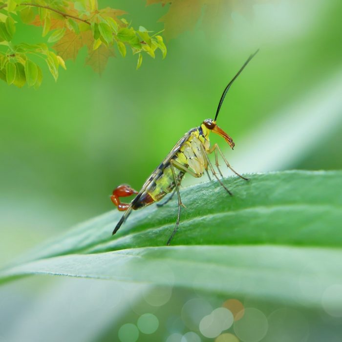 scorpionica on plant