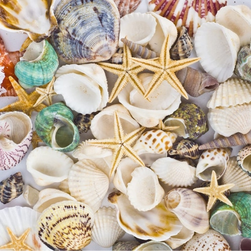 sea shells