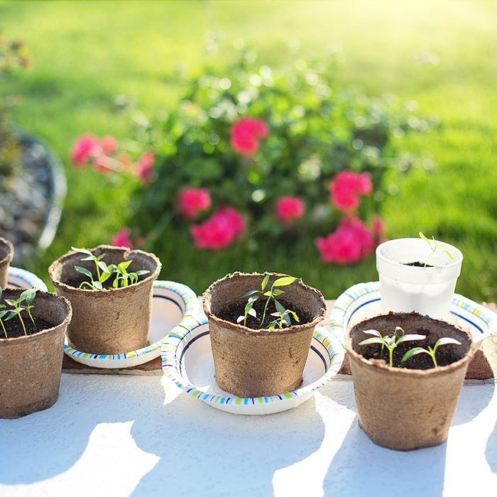 seeds and sprouts