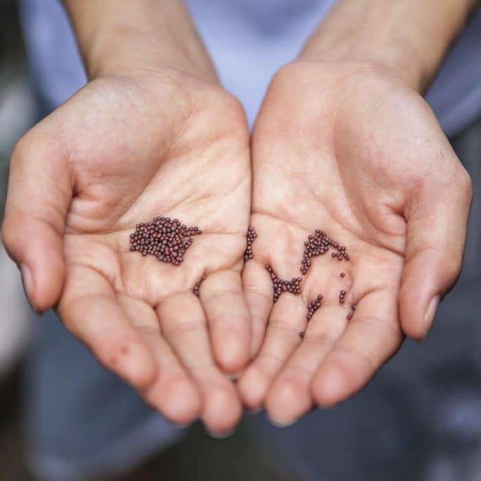 seeds in hands